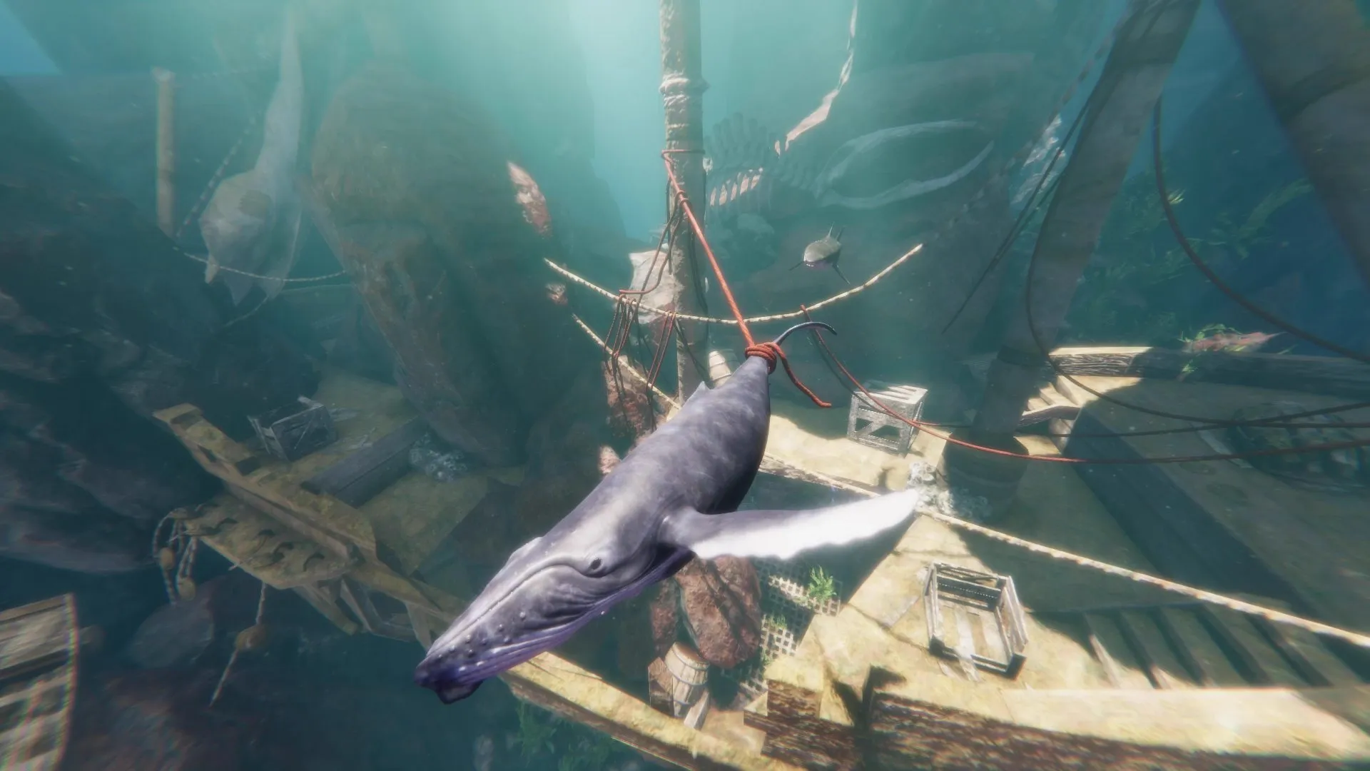 A baby whale caught in rope at a sunken shipwreck